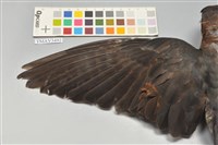 鷹鵑藏品圖，第5張